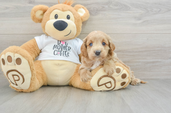 Happy Cockapoo Baby