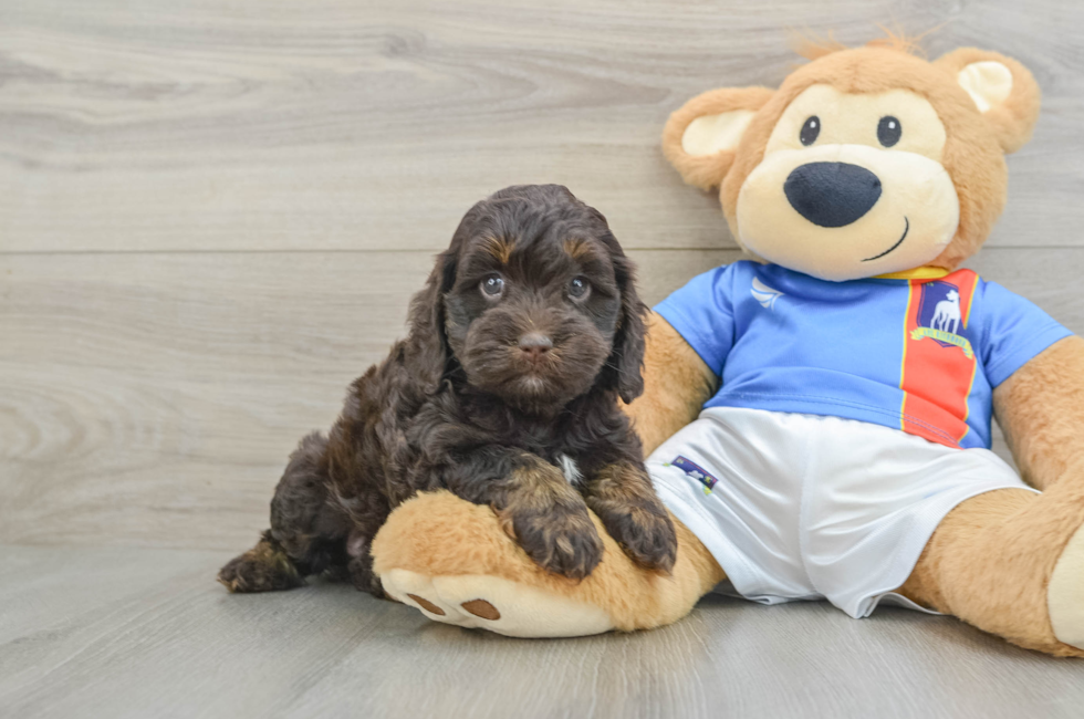 5 week old Cockapoo Puppy For Sale - Premier Pups
