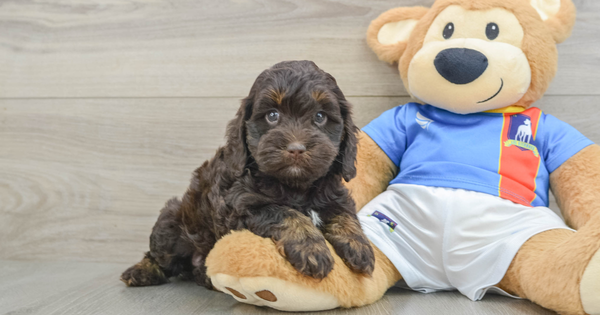 Smart Cockapoo Della: 5lb 5oz Doodle Puppy