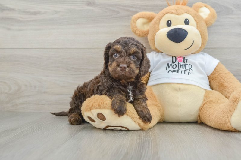 Meet Della - our Cockapoo Puppy Photo 1/3 - Premier Pups