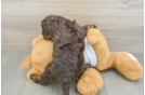 Best Cockapoo Baby