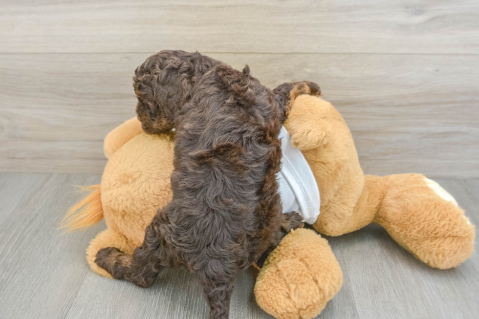 Best Cockapoo Baby