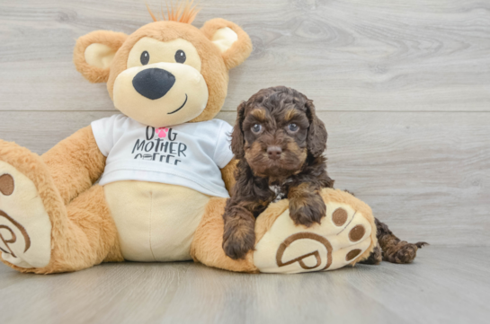Small Cockapoo Baby