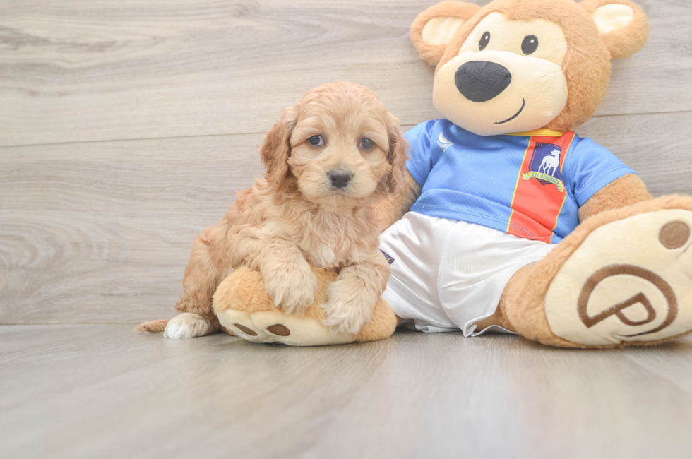 5 week old Cockapoo Puppy For Sale - Premier Pups
