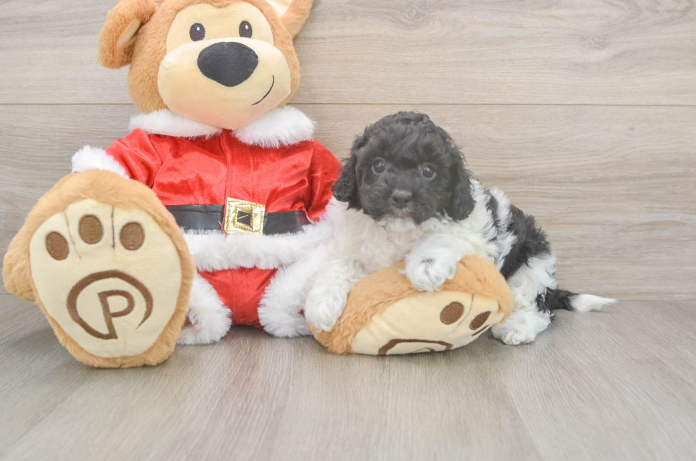 5 week old Cockapoo Puppy For Sale - Premier Pups