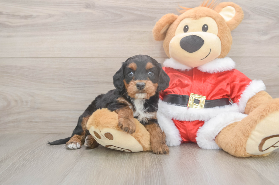 5 week old Cockapoo Puppy For Sale - Premier Pups