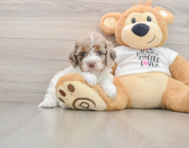 7 week old Cockapoo Puppy For Sale - Premier Pups