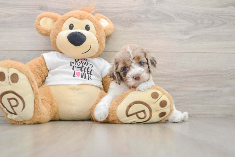 Petite Cockapoo Poodle Mix Pup