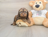 6 week old Cockapoo Puppy For Sale - Premier Pups
