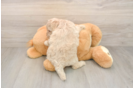 Best Cockapoo Baby