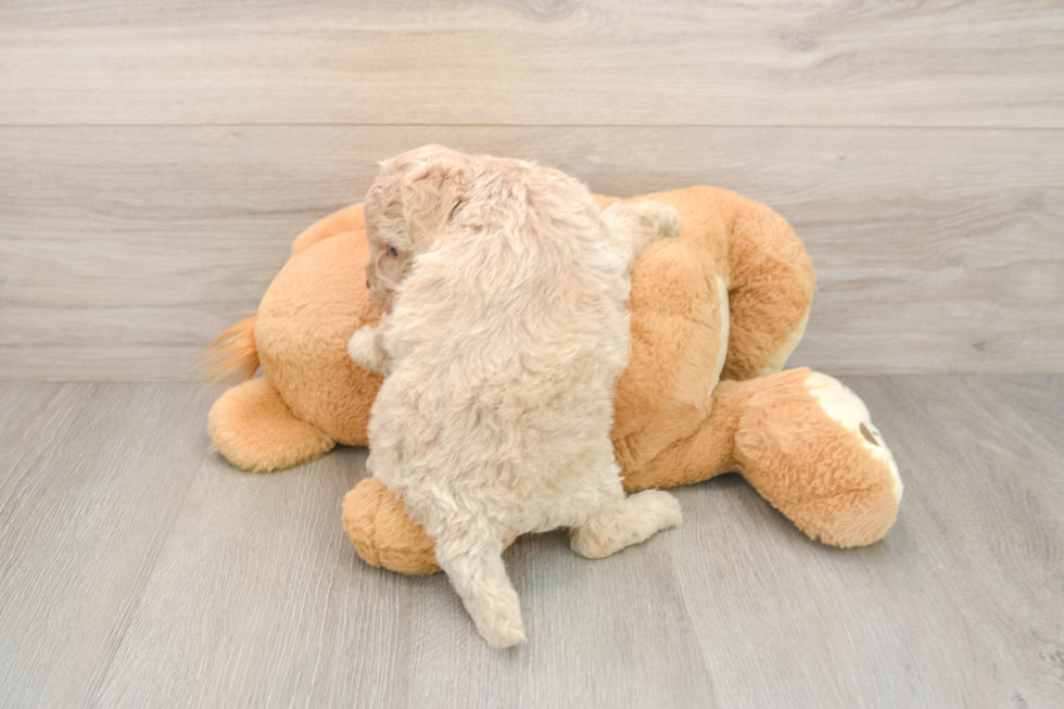 Best Cockapoo Baby