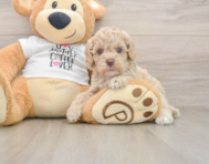 5 week old Cockapoo Puppy For Sale - Premier Pups