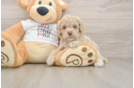 Funny Cockapoo Poodle Mix Pup