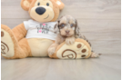 Cockapoo Puppy for Adoption