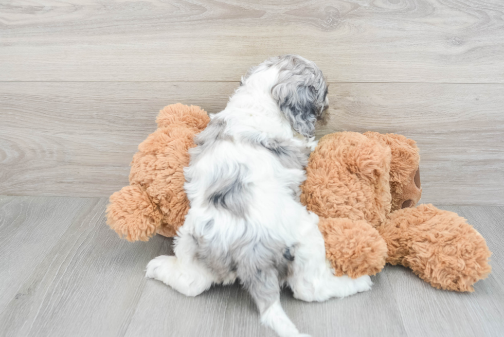 Hypoallergenic Cockerpoo Poodle Mix Puppy