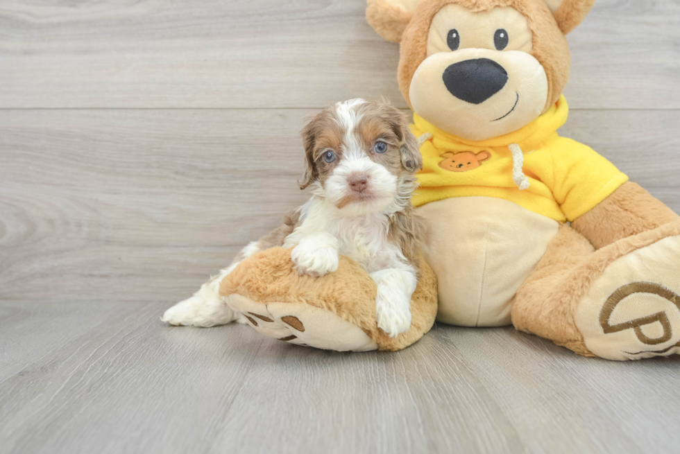 Fluffy Cockapoo Poodle Mix Pup