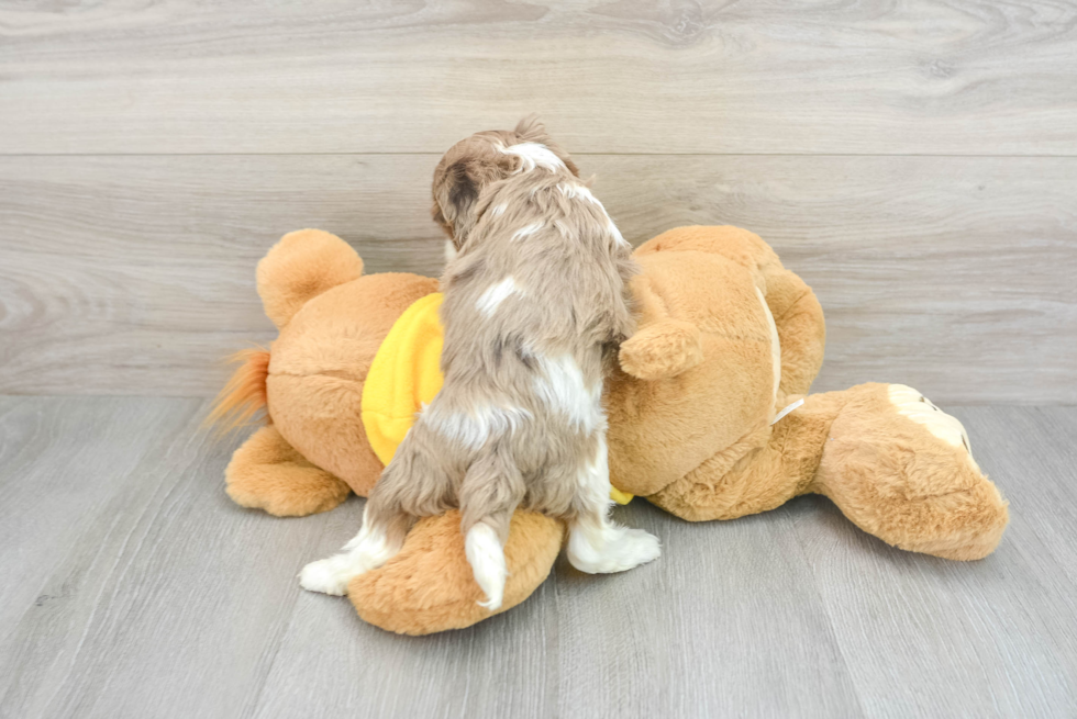 Cockapoo Puppy for Adoption