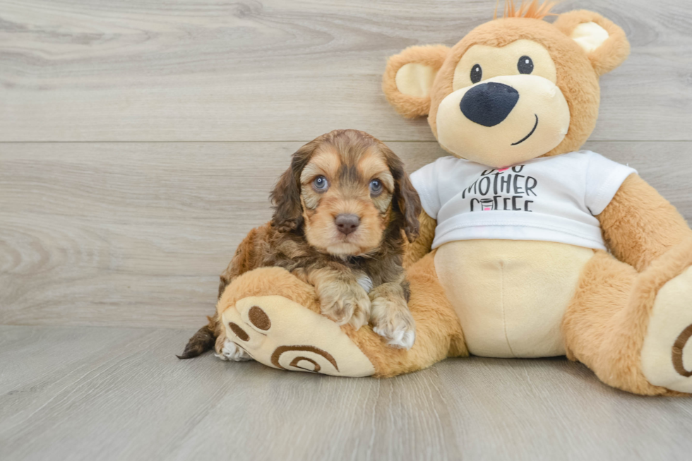 Cockapoo Pup Being Cute