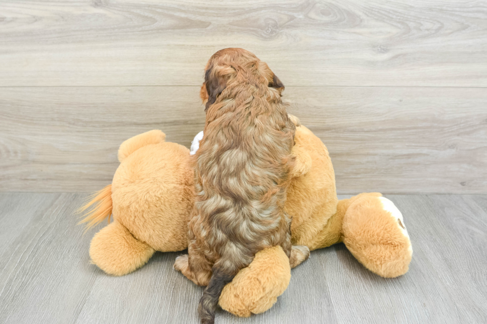 Best Cockapoo Baby