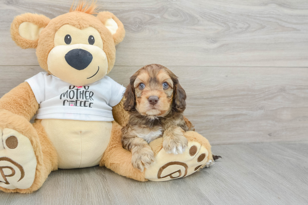 Cockapoo Puppy for Adoption