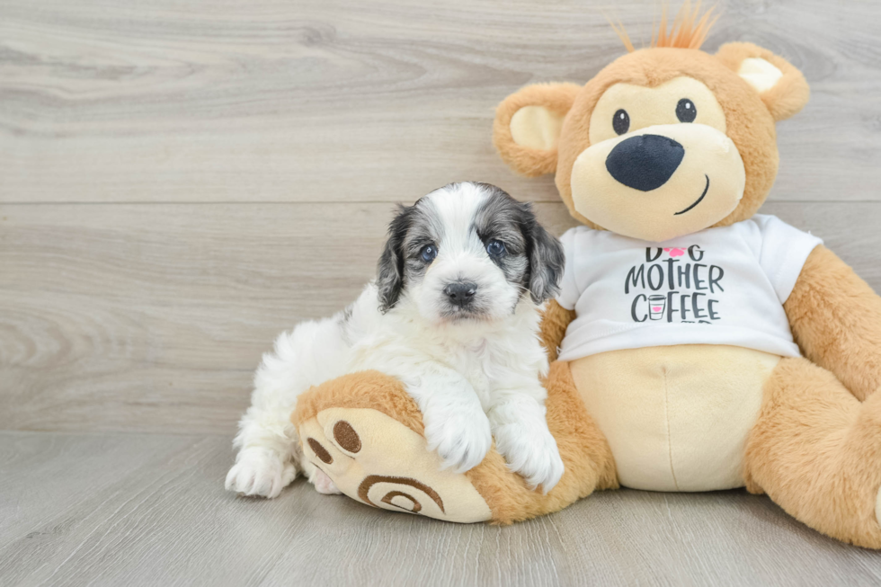 Cute Cockapoo Baby