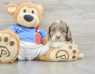 6 week old Cockapoo Puppy For Sale - Premier Pups