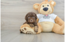 Cockapoo Puppy for Adoption