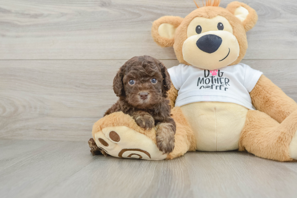 Cockapoo Puppy for Adoption