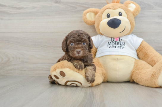 Cockapoo Puppy for Adoption