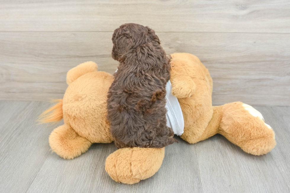 Fluffy Cockapoo Poodle Mix Pup