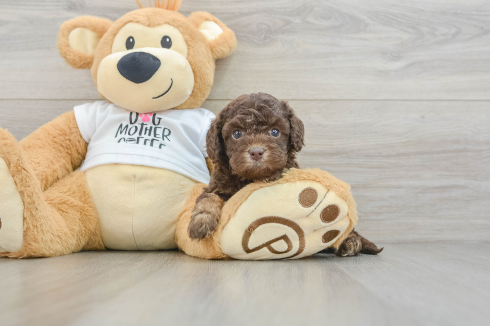 Cockapoo Puppy for Adoption