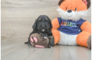Cockapoo Pup Being Cute