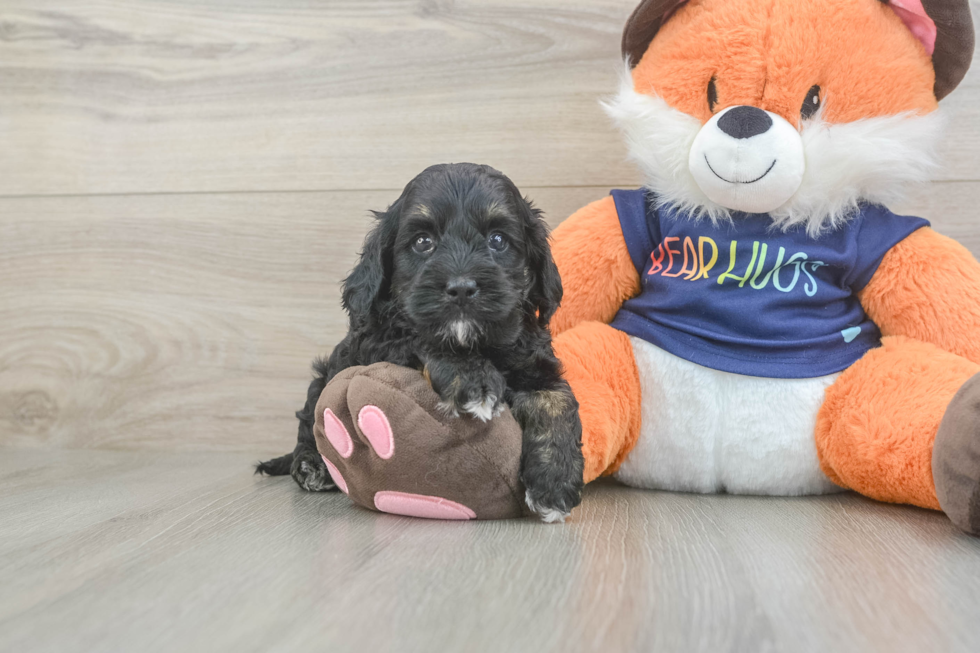 Cockapoo Pup Being Cute