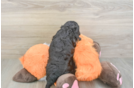 Best Cockapoo Baby