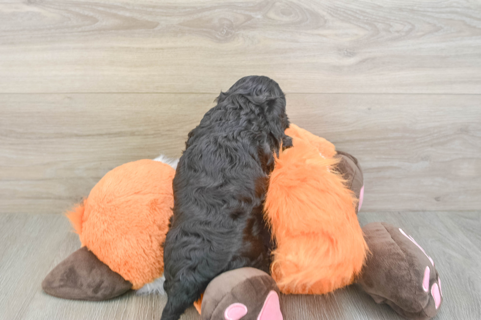 Best Cockapoo Baby