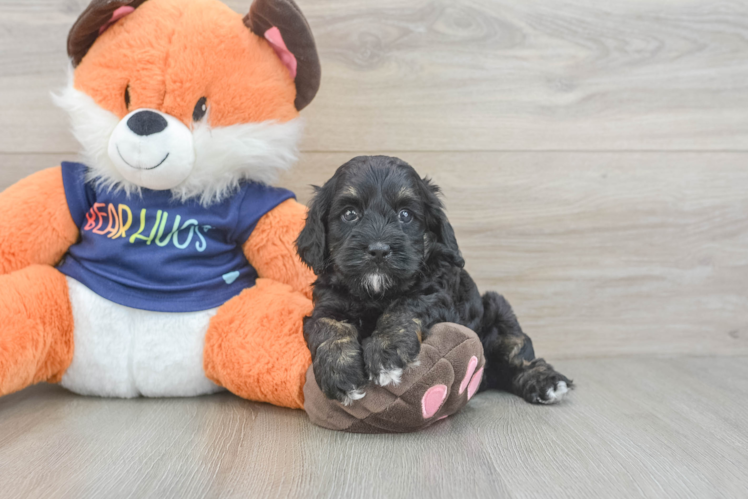 Petite Cockapoo Poodle Mix Pup