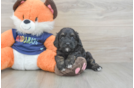 Petite Cockapoo Poodle Mix Pup