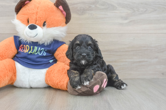 Petite Cockapoo Poodle Mix Pup