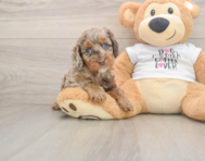 6 week old Cockapoo Puppy For Sale - Premier Pups