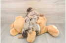 Adorable Cocker Doodle Poodle Mix Puppy
