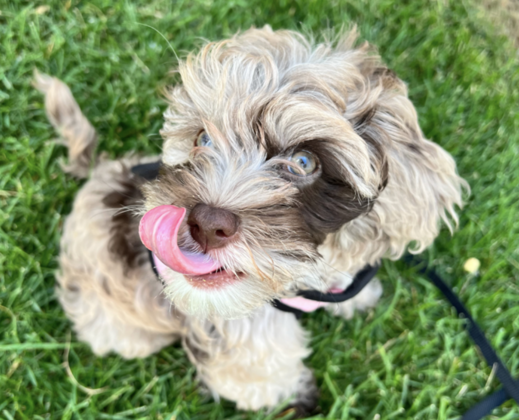 Cockapoo Diet: Complete Feeding Guide For Cockapoos 