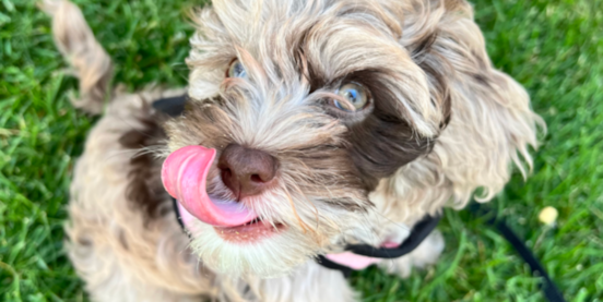 Cockapoo Diet: Complete Feeding Guide For Cockapoos 