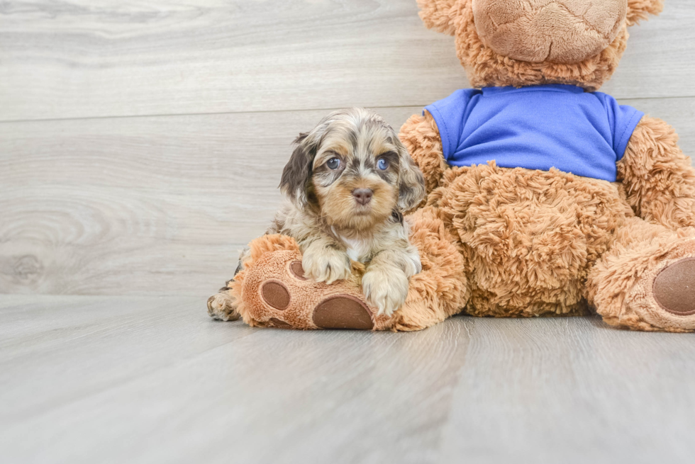 Best Cockapoo Baby