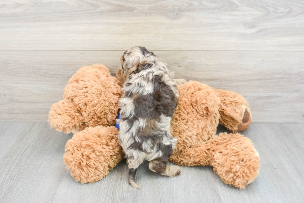 Best Cockapoo Baby