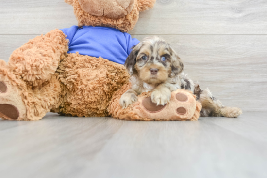 Best Cockapoo Baby