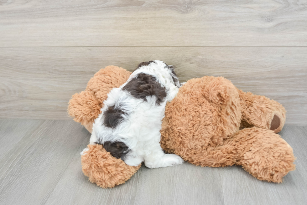 Cockapoo Puppy for Adoption