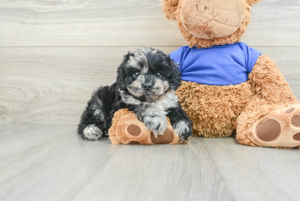 Best Cockapoo Baby