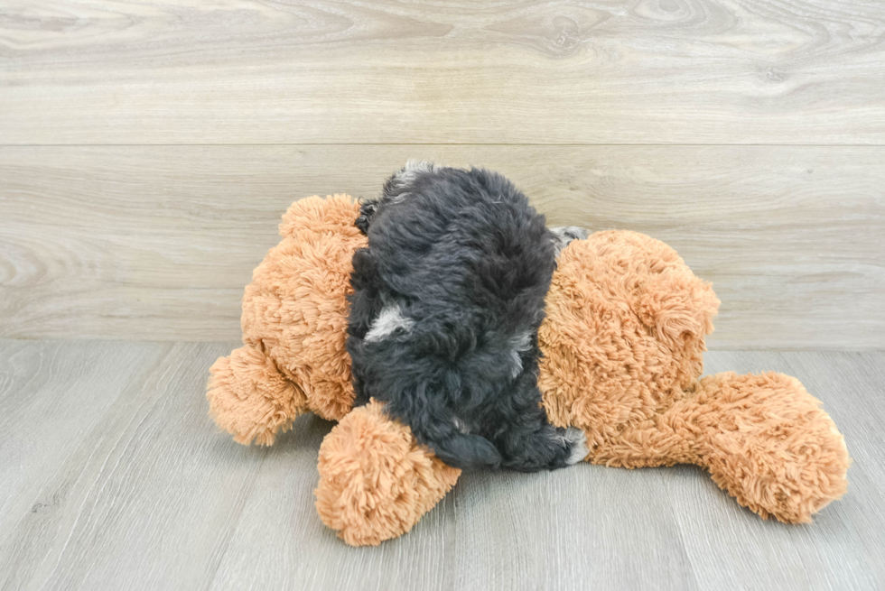 Cockapoo Pup Being Cute