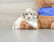 8 week old Cockapoo Puppy For Sale - Premier Pups