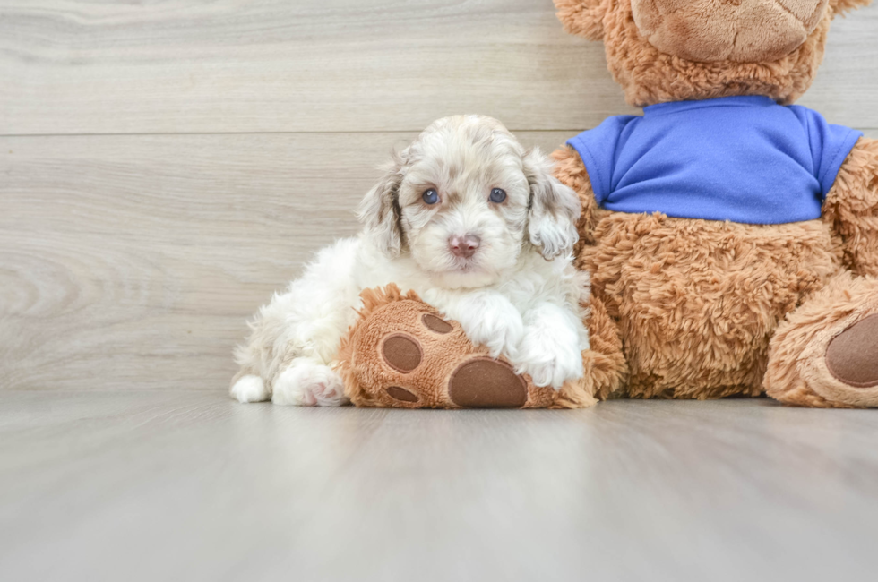 8 week old Cockapoo Puppy For Sale - Premier Pups